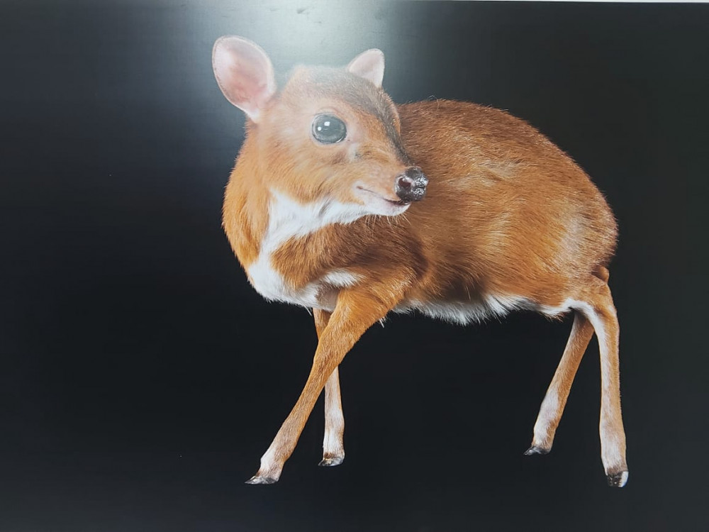 Фитнес порно модельдері